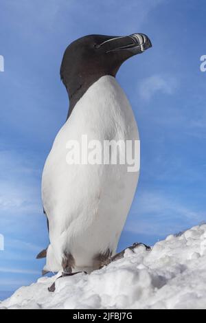 Norway, Varanger Fjord, Vardø or Vardo, Island of Hornøya, protected island with large colonies of seabirds, Razorbill or Torda penguin (Alca torda), in the snow Stock Photo
