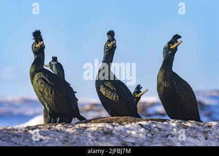 Norway, Varanger Fjord, Vardø or Vardo, Island of Hornøya, protected island with large colonies of seabirds, European shag or common shag (Phalacrocorax aristotelis)
