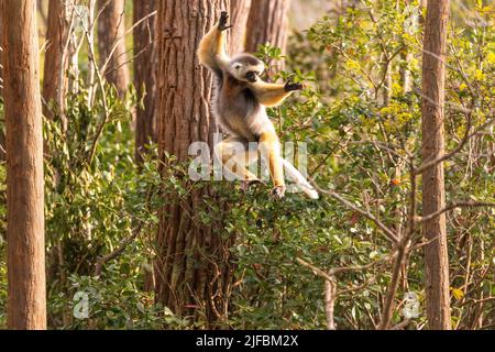 Madagascar, East, Andasibe-Mantadia National Park, Diademed Sifaka (Propithecus diadema) Stock Photo