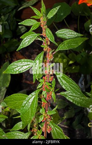 Parietaria judaica (pellitory of the wall) is often found along dry stone walls and in cracks of buildings and rock faces. It is native to Europe. Stock Photo