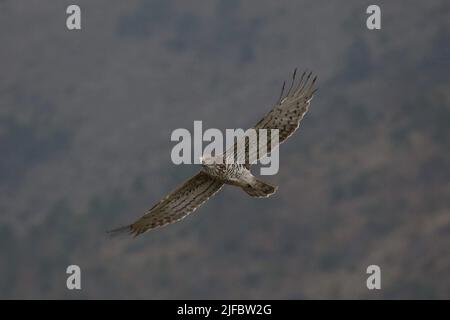 Migration of Short-Toed Snake-Eagles Stock Photo