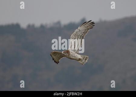 Migration of Short-Toed Snake-Eagles Stock Photo