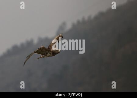 Migration of Short-Toed Snake-Eagles Stock Photo