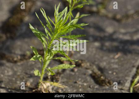 Grain spreading over a paved area. Stock Photo