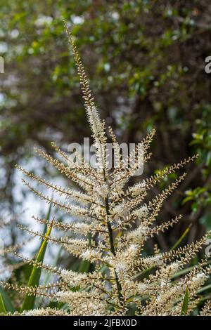 Blooming Cordyline australis, commonly known as cabbage tree or cabbage-palm. White flowers with buds of Cordyline australis palm, close up. Space for Stock Photo