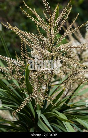 Blooming Cordyline australis, commonly known as cabbage tree or cabbage-palm. White buds of Cordyline australis palm, close up. Space for text Stock Photo
