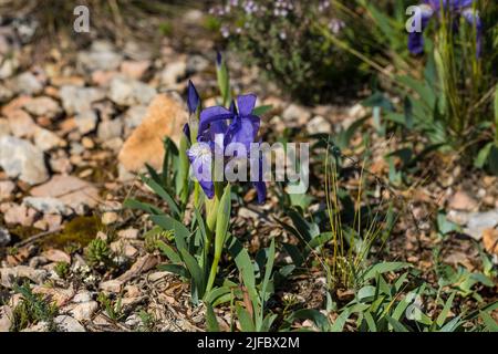 Iris sibirica on meadow, wild flowers Stock Photo