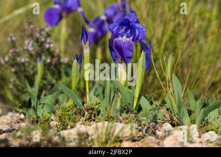 Iris sibirica on meadow, wild flowers Stock Photo