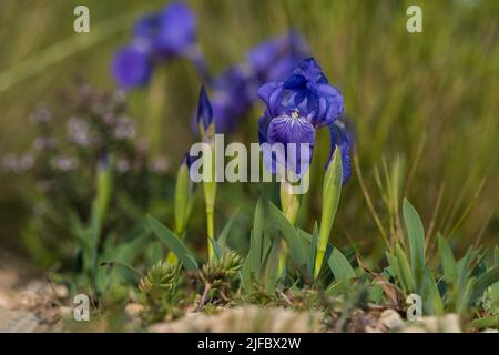 Iris sibirica on meadow, wild flowers Stock Photo