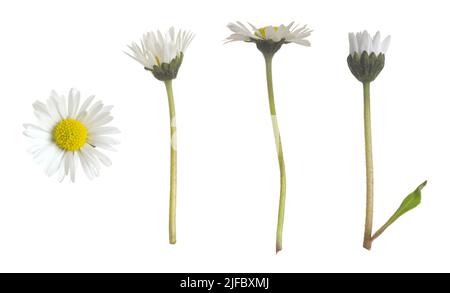 Daisy, Bellis perennis collection isolated on white background Stock Photo