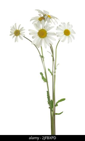 Blooming oxeye daisies, Leucanthemum vulgare isolated on white background Stock Photo