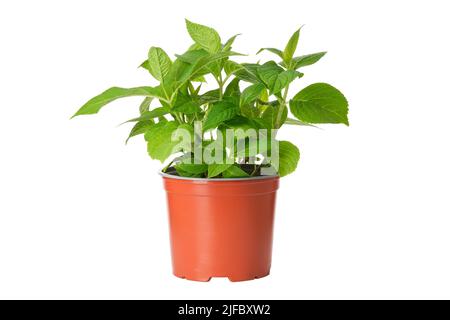 Hydrangea flower in a pot. Hortensia macrophylla - latin name of plant. Hydrangea in a pot, isolated on white background. Stock Photo