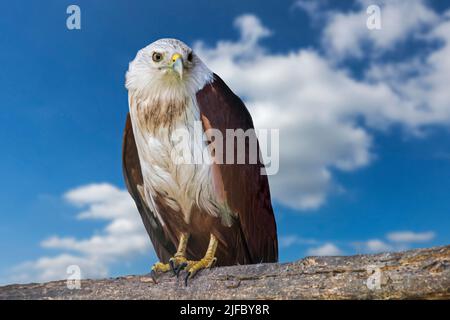 Brahminy kite / red-backed sea-eagle (Haliastur indus) bird of prey native to the Indian subcontinent, Southeast Asia and Australia Stock Photo