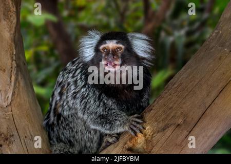 Common marmoset / white-tufted marmoset / white-tufted-ear marmoset (Callithrix jacchus) in tree, New World monkey native to Brazil Stock Photo