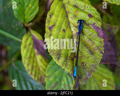 Macro photography of a blue-tailed damselfly sitting on an alder leaf, captured in a forest near the town of Arcabuco in central Colombia. Stock Photo