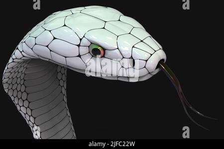 3d Illustration of Albino king cobra snake isolated on black background, White cobra snake with clipping path. Stock Photo