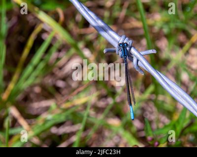 Macro photography of a blue-tailed damselfly sitting on a barbed wire, captured in a forest near the town of Arcabuco in central Colombia. Stock Photo