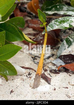A seed of the Red Mangrove (Rhizophora mangle) has started to grow in the sand at Darwing Bay of genovesa, Galapagos. Stock Photo