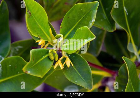 Flowers and very young fruits of the Red Mangrove (Rhizophora mangle) from Darwin Bay, Genovesa, Galapagos. Stock Photo