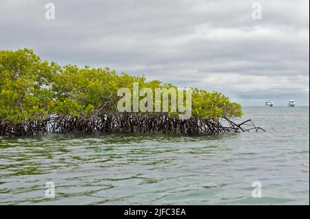 Red mangrove, Rhizophora mangle, from Black Turtle Cove, Santa Cruz, Galapagos. Stock Photo