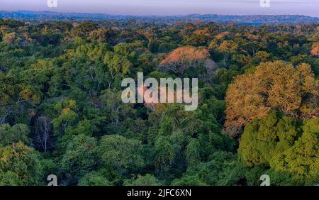 The canopy of the Amazon rainforest. Area of Cristalino, southern ...