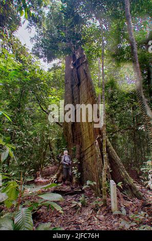 Giant tree in the rainforest of Deramakot, Sabah, Borneo (Malaysia). Stock Photo