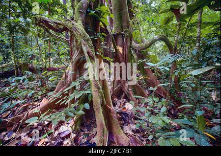 Strangler fig (Ficus benjamina) on the forest floor in the rainforest of Danum valley, Sabah, Borneo Stock Photo