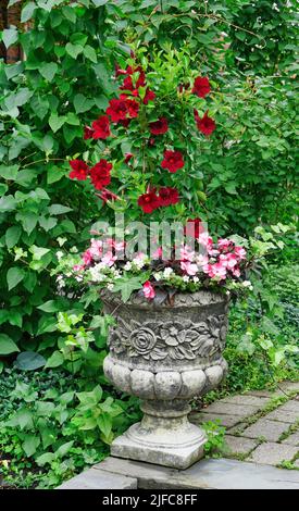 Large ornate flower pot with pink begonia and red tropical hibiscus Stock Photo