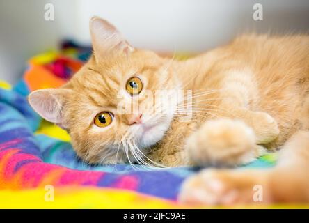 A cute orange tabby ginger cat lying on a colorful blanket Stock Photo