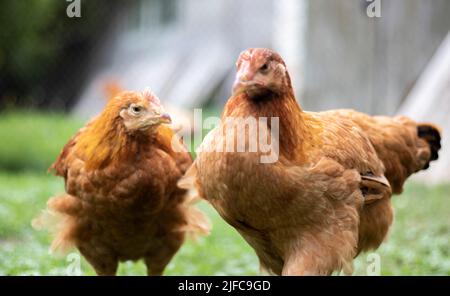 Two little red hens are in the yard looking for food to eat. Agricultural industry. Breeding chickens. Close-up of a red chicken in nature. Domestic b Stock Photo