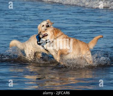 The Golden retrievers playing in the ocean. Creswel, United Kingdom Stock Photo