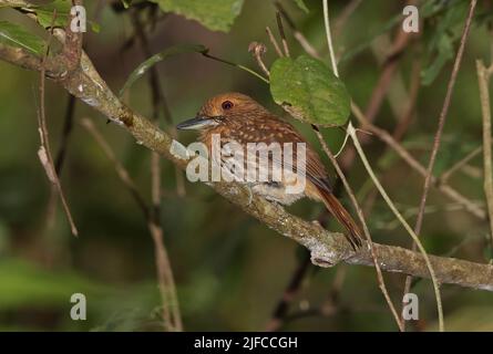 White-whiskered Puffbird (Malacoptila panamensis panamensis) adult perched on branch in rainforest Carara, Costa Rica,                   March Stock Photo