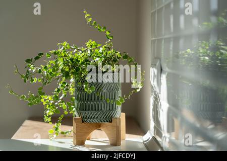 flüssigdünger bonsai Bonsai Dünger von Flora Boost main image 0