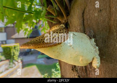 Fungus growing on tree trunk. Stock Photo