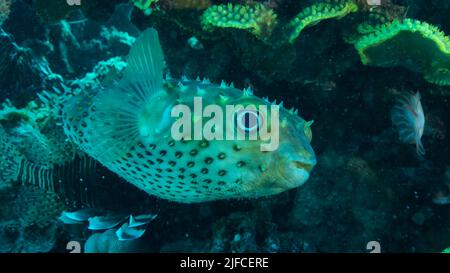 Porcupinefish is hiding under under Lettuce coral. Ajargo, Giant Porcupinefish or Spotted Porcupine Fish (Diodon hystrix) and Lettuce coral or Yellow Stock Photo