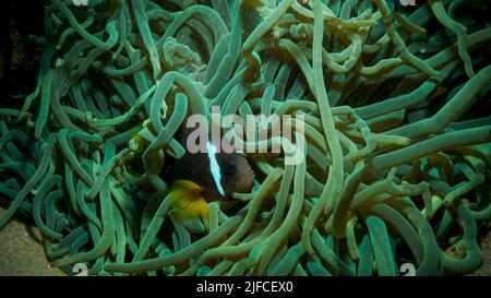 Close-up of Clownfish in fluorescent anemone. Red Sea Anemonefish or Threebanded Anemonefish (Amphiprion bicinctus). Red sea, Egypt Stock Photo