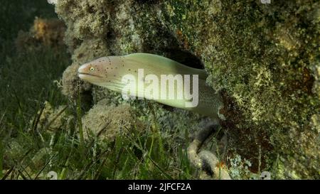 Close-up of Moray lie in the coral reef. Geometric moray or Grey Moray (Gymnothorax griseus) on Seagrass Zostera. Red sea, Egypt Stock Photo