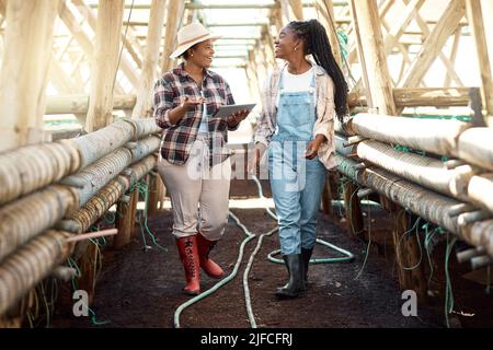 Happy farmers walking through a greenhouse. farmers talking, using a digital tablet. African american farmers talking. Smiling farm workers walking Stock Photo