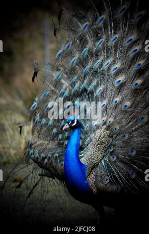 A vertical shot of a male Indian peacock with its tail in full display Stock Photo