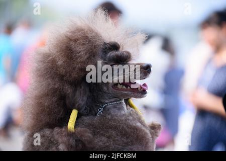 Brown poodle in profile. The dog looks straight ahead, sticking out his tongue. Portrait. Close-up. Stock Photo