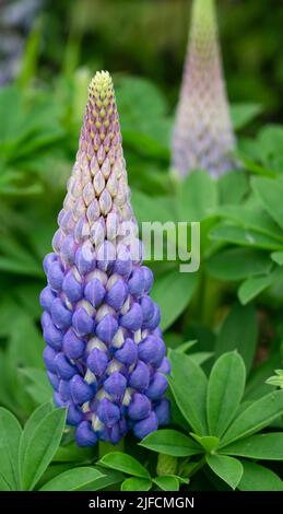 detailed close up of Lupinus 'Persian Slipper' Stock Photo