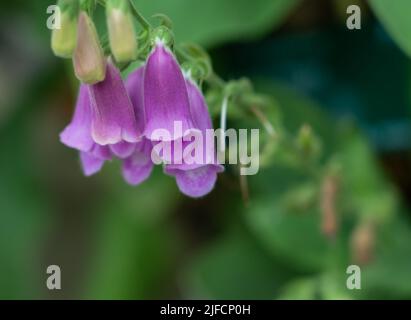 detailed close up of a Digitalis thapsi 'Spanish Foxglove' Stock Photo