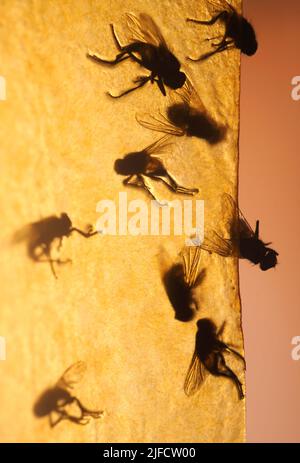 Dead flies stuck on flypaper Stock Photo