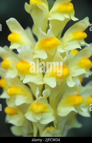 Butter-and-Eggs wildflowers Stock Photo