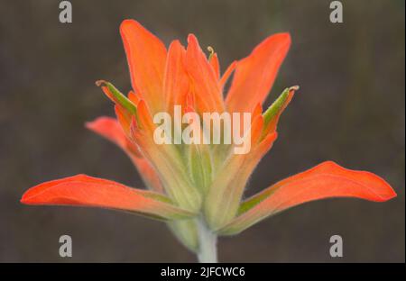 Indian Paintbrush wildflower - also commonly called Prairie-Fire Stock Photo