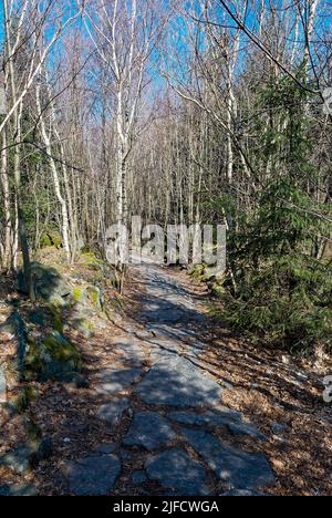 Stone road in a birch forest - vertical forest. Forest in dry spring, still without leaves. Stock Photo