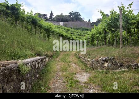 Dirt path in the middle of a vineyard with a fortification on a hill in the background Stock Photo