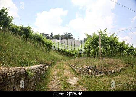 Dirt path in the middle of a vineyard with a fortification on a hill in the background Stock Photo