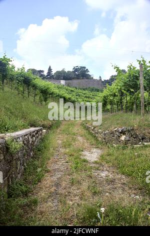 Dirt path in the middle of a vineyard with a fortification on a hill in the background Stock Photo