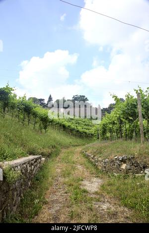 Dirt path in the middle of a vineyard with a fortification on a hill in the background Stock Photo